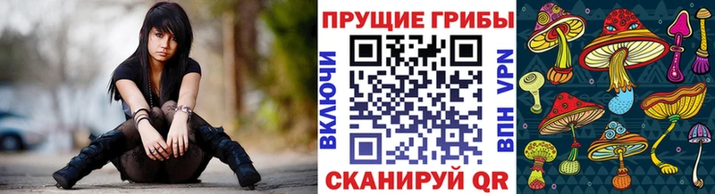 дарнет шоп  Нижнекамск  Галлюциногенные грибы Cubensis 